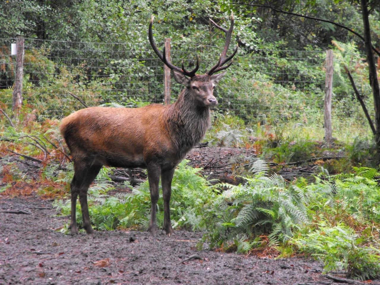Cabane Des Cerfs Allons  Dış mekan fotoğraf